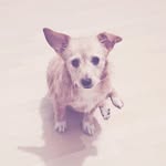 Chaplin Jacob Bailey - @chaplin_jacob_bailey - Instagram