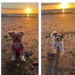 Jacob&Coco🐶 - @jacobxcocos_life - Instagram