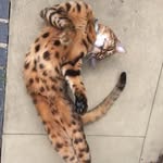 Jacob Crozier - @jacob_of_constantine - Instagram