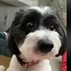 Jakob.corry - @ezapuppy - TikTok