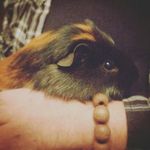 Jacob King-Dabbs - @jacob.the.guinea.pig - Instagram