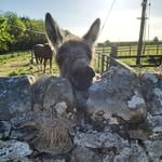 Jacob the Donkey - @jacobandharrydadonks - Instagram