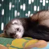 jacobdancesfortiktok - @jacob.dances1234 - TikTok