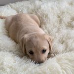 Jacob Delaney - @willow_thegoldenlab1 - Instagram