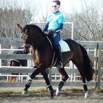 Jacob Denham - @jacobdenhamdressage - Instagram