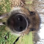 Jacob Everett - @mini_murphmeister - Instagram