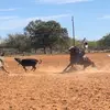 Jakob Feiner - @jfperformancehorses - TikTok
