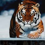 JacobFirth - @jacobfirth232 - Instagram
