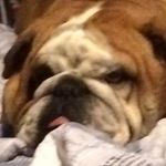 Jacob Fishman - @thefish_uncfan - Instagram