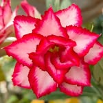 Jacobflower&plants - @jacobflowerandplants - Instagram