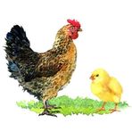 Jacob-sjdm free range chicken - Facebook