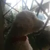 Lorena Tumbaco Peñaf - @jacobelgrillo - TikTok