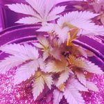 John jacob jingle heimer - @cayenne_creek_farm - Instagram