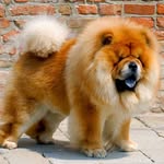 Jacob helling - @pablo_pupperton12 - Instagram