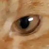 Jacob hit the griddy - @jacob.hit.the.gri - TikTok