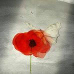 Jacob Homer - Facebook