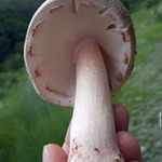 @jacobhomer390 - Instagram