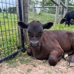 Elley and Jacob Ison - @isonranch - Instagram