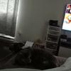 Jacob joly - @jacob.joly2 - TikTok