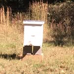 Jacob Keys - @bee_keeper_ar - Instagram