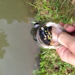 Jacob Legg - @fishing_the_mountian_state - Instagram