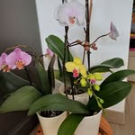Sylvie Jacob le Roux - @sylviejacobleroux - Instagram