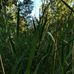 Jacob Lind - Facebook