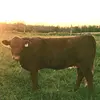 Jacob long - @jlong_long - TikTok