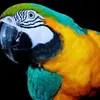 Jacob Loos623 - @freedomfighter91 - TikTok