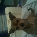 Jacob malik - @itz_jacob_the_chihuahua - Instagram