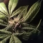 jacob mattingly - @mattinglyj425 - Instagram