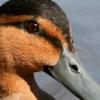 duckman32572 - @jacobmcavoy16 - TikTok