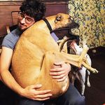 Jacob & Merry - @hobbit_dogs - Instagram