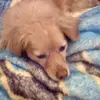 Jacob.Mikhail - @chikinuggetfun - TikTok