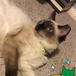Jacob Nemeth - @meezknees - Instagram
