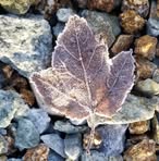 Jacob Nickell - Facebook