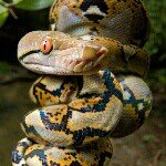 Jacob Nugent - @reticulatedpython21 - Instagram