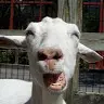Jacob Nugent - @goatymacgoatface - TikTok