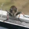 jacobpartin7 - @viral.clips2751 - TikTok