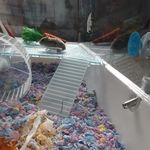 Jacob Parton - @carrot_the_hamster3456 - Instagram