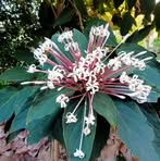 Jacoba Pech - Facebook