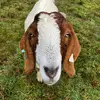 Jacob - @jacob.perman - TikTok
