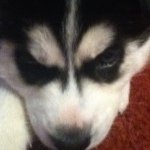 Jacob Pickens - @conner6734 - Instagram