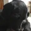 jacobpierson - @batmanmydog - TikTok