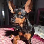 🅙🅐🅒🅞🅑 🅢🅐🅛🅞🅜ã🅞 - @jacob_pinscher.0 - Instagram