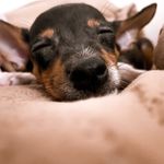 Jacob o pinscher - @jacob.pinscher - Instagram
