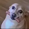 Jacob Plank - @saauuceboss - TikTok