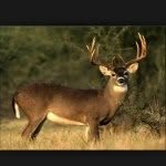 Jacob Prout - @deers21 - Instagram