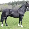 jacobquezada5 - @jacob.quezada2 - TikTok