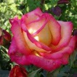 Jacob Rajan - @jacob.rajan.186 - Instagram